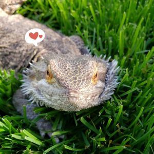 Meet your Posher, Lance